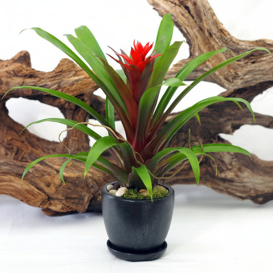 Potted plant with red center and green leaves against a white background